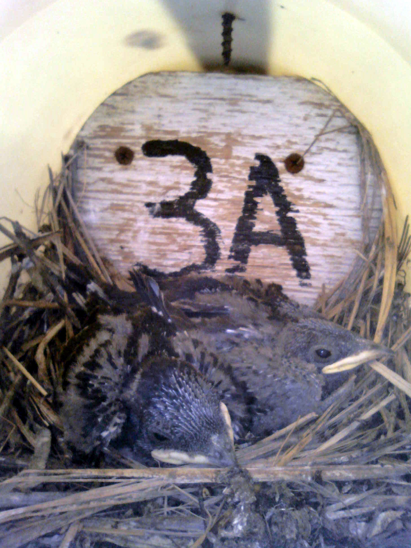 OPAS 3A